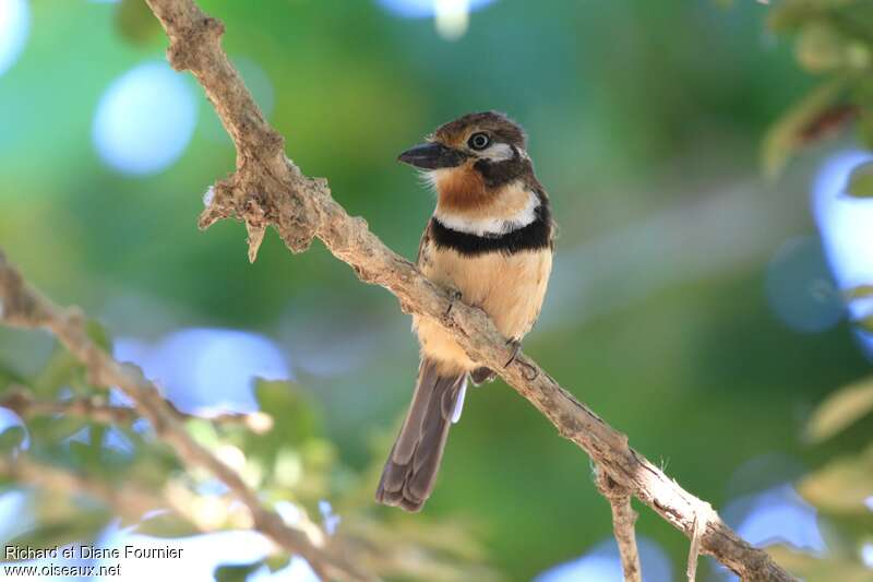 Russet-throated Puffbirdadult, close-up portrait