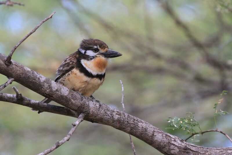 Russet-throated Puffbirdadult, habitat, pigmentation