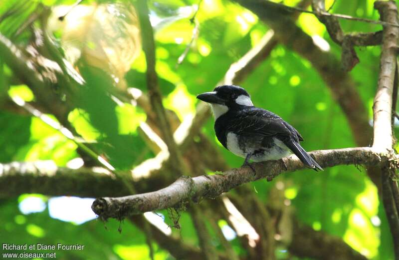 Black-breasted Puffbirdadult, identification