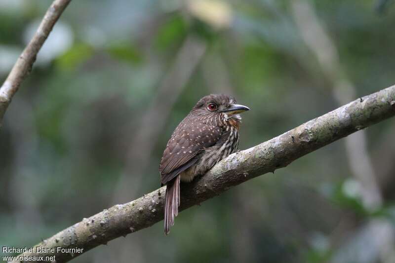 White-whiskered Puffbird female adult, identification