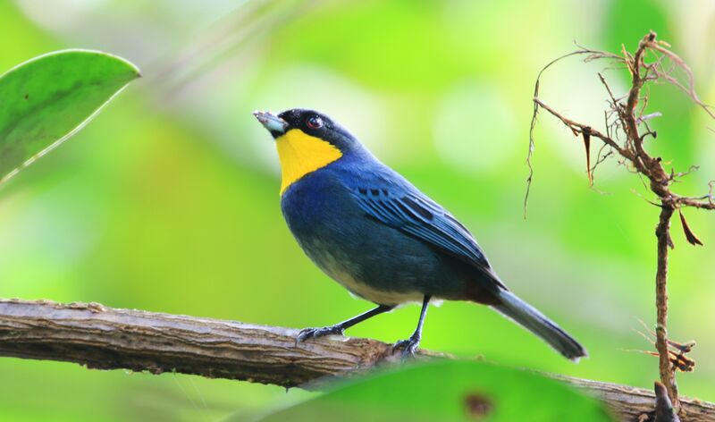 Purplish-mantled Tanager