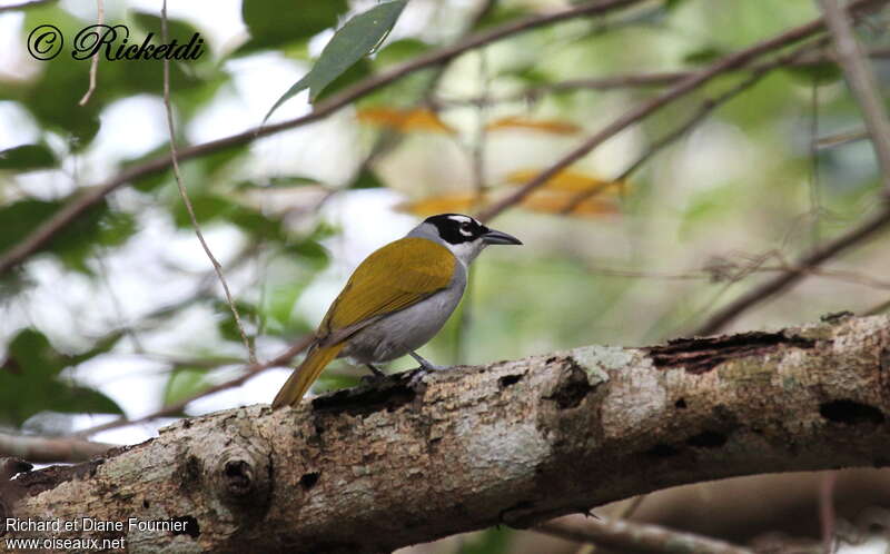 Black-crowned Palm-tanageradult