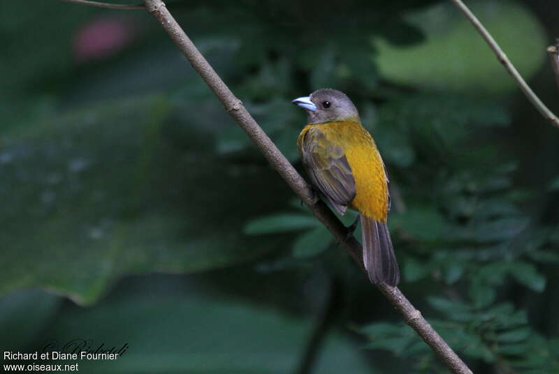 Scarlet-rumped Tanager female adult