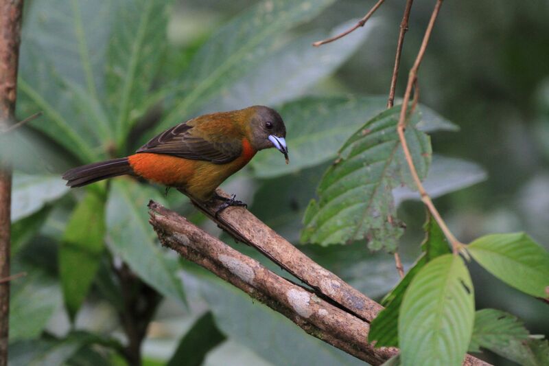 Scarlet-rumped Tanager