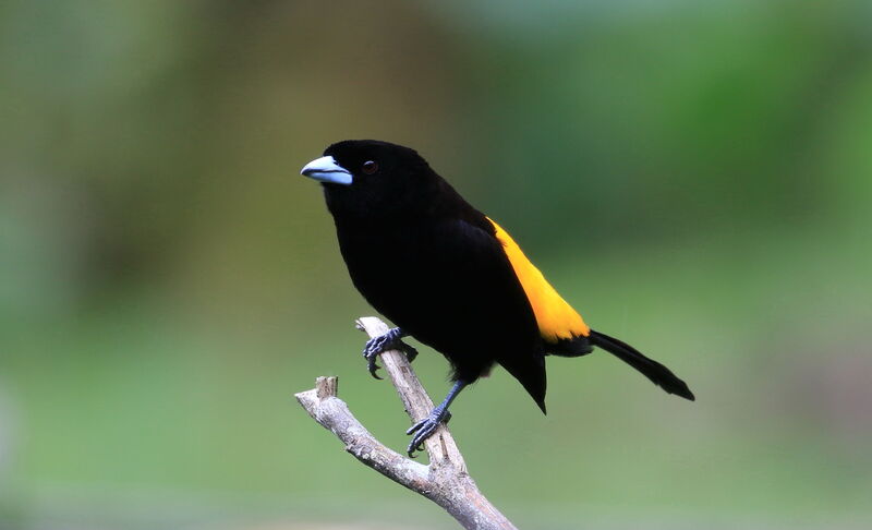 Lemon-rumped Tanager