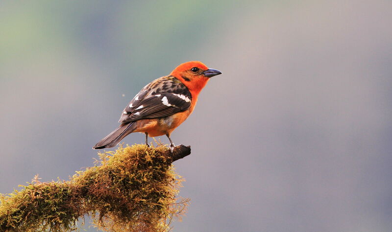 Flame-colored Tanager male