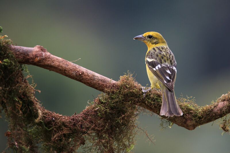 Flame-colored Tanager female