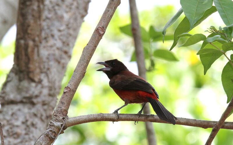 Crimson-backed Tanager female