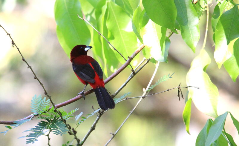 Tangara à dos rouge mâle