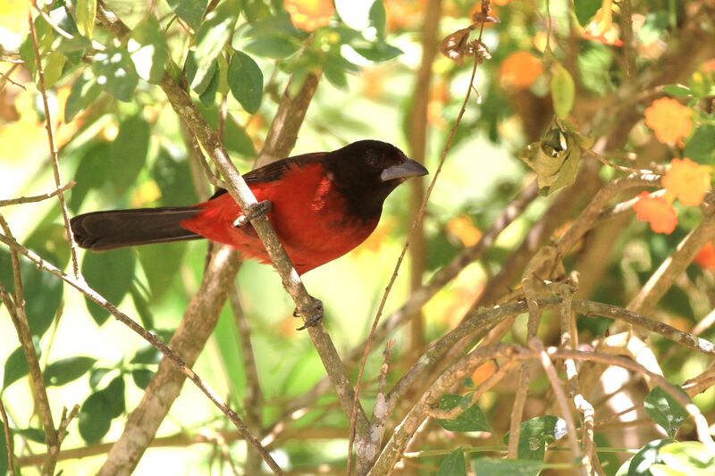 Crimson-backed Tanagerimmature