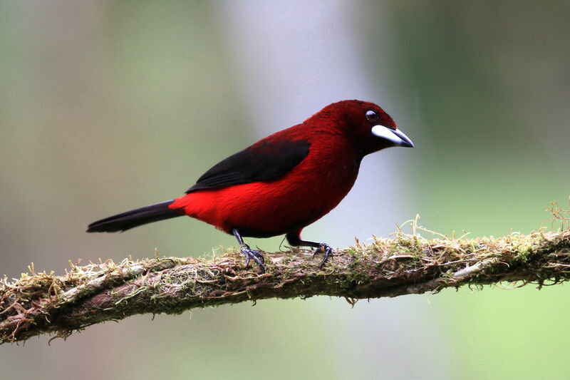 Crimson-backed Tanager male