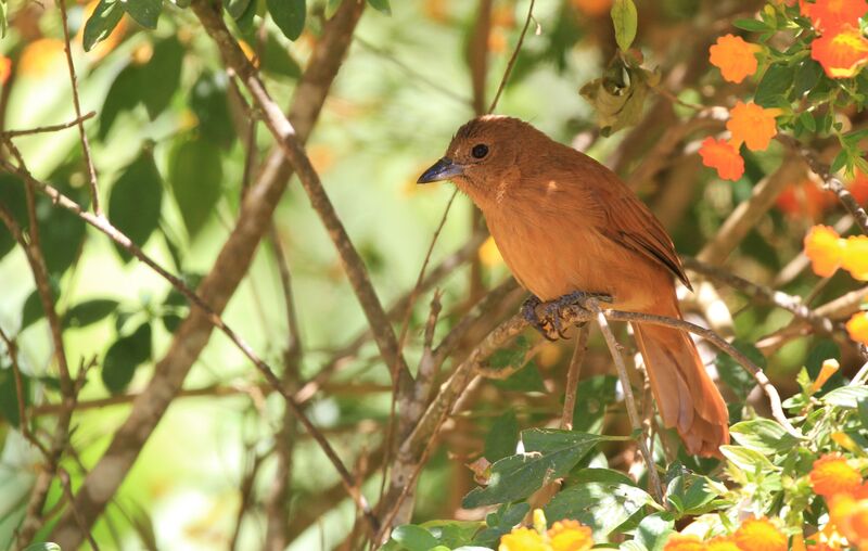 White-lined Tanager female