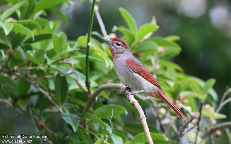 Rose-throated Tanager, identification