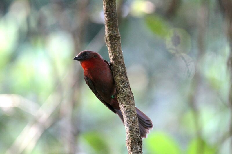 Red-throated Ant Tanager