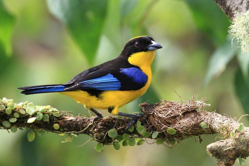 Blue-winged Mountain Tanager