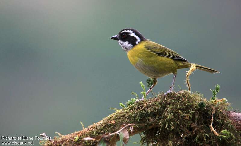 Sooty-capped Chlorospingusadult, identification