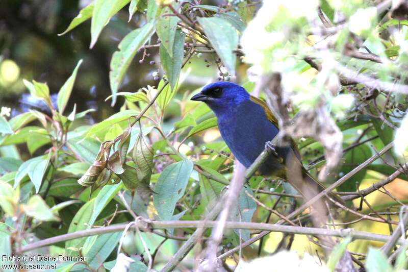 Blue-capped Tanageradult, habitat, pigmentation