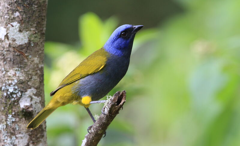 Blue-capped Tanager