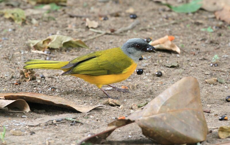 Grey-headed Tanager