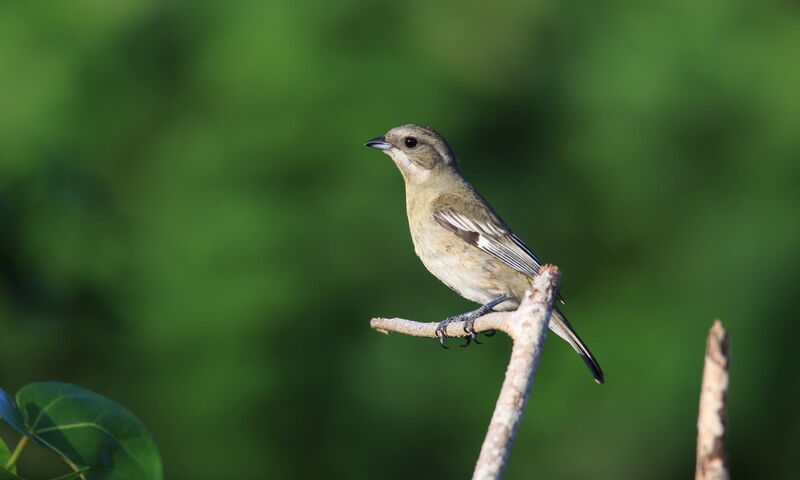 Western Spindalis female