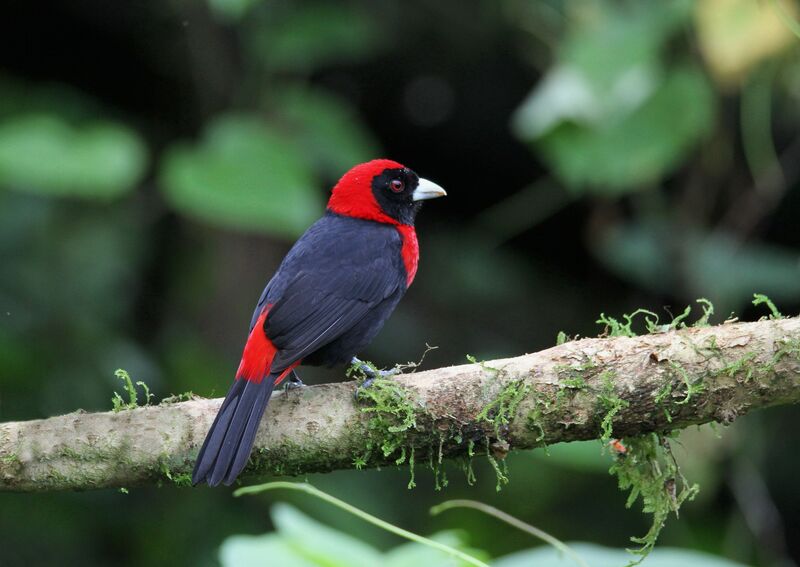 Crimson-collared Tanager