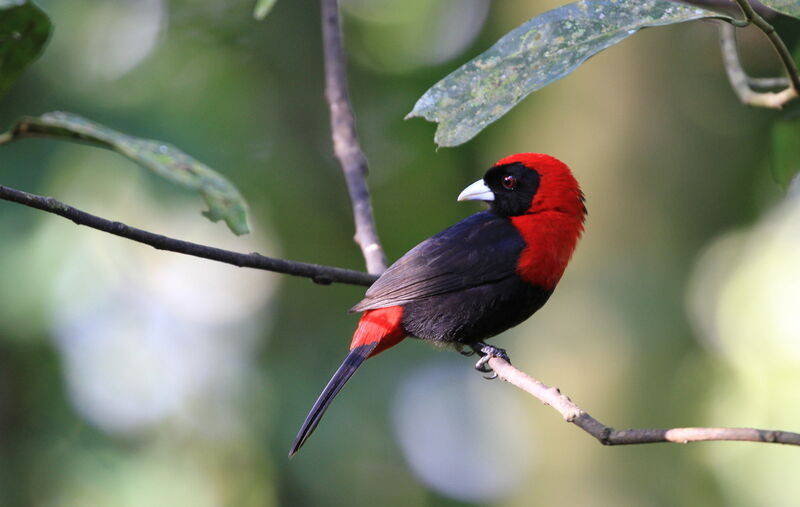 Crimson-collared Tanager