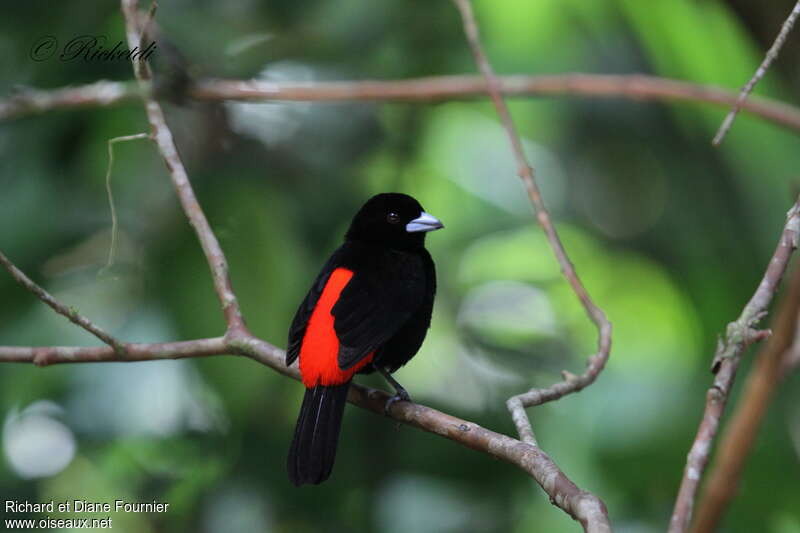 Scarlet-rumped Tanager (costaricensis) male adult breeding, habitat, pigmentation