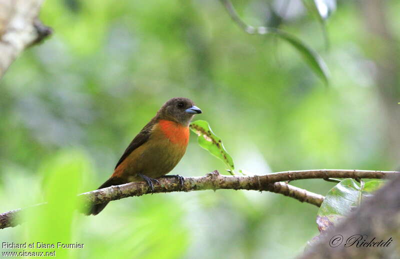 Scarlet-rumped Tanager (costaricensis) female adult, identification