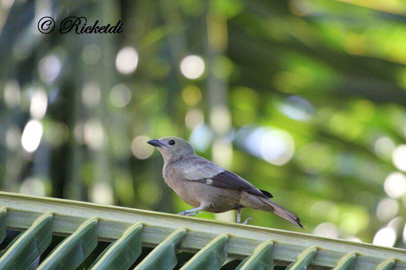 Palm Tanager