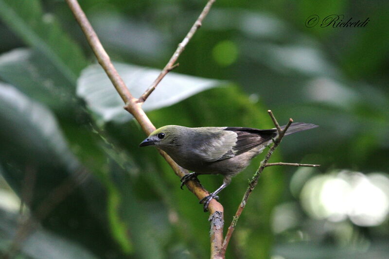 Palm Tanager