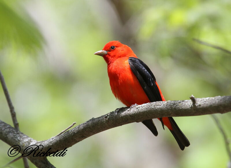 Scarlet Tanager male