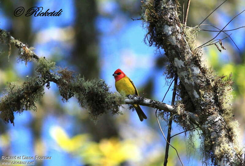 Red-headed Tanager