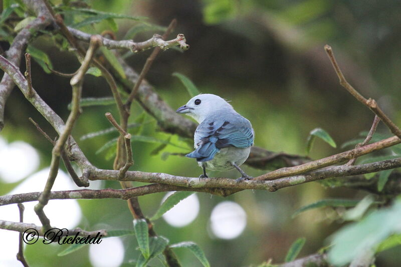 Blue-grey Tanager