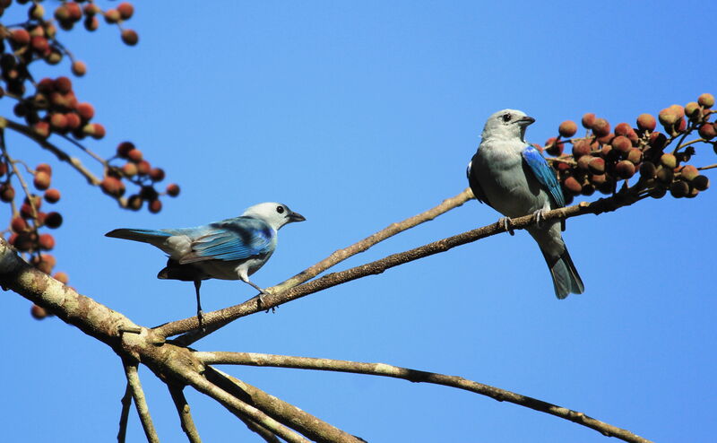 Blue-grey Tanager