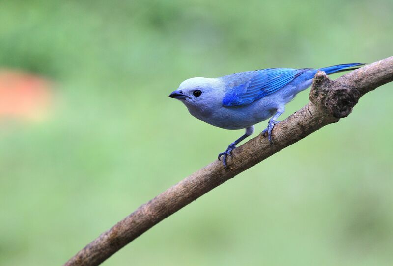 Blue-grey Tanager