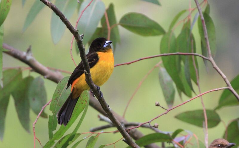 Flame-rumped Tanager female