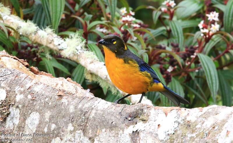 Lacrimose Mountain Tanageradult, identification