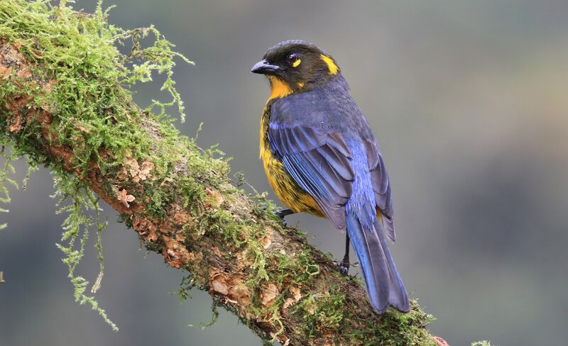 Lacrimose Mountain Tanager