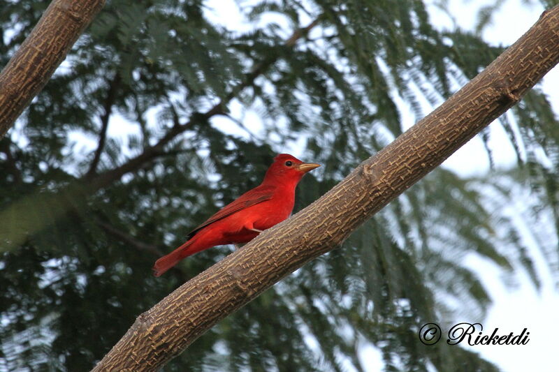 Summer Tanager