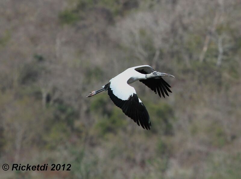 Wood Stork