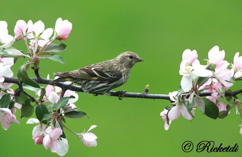 Pine Siskin