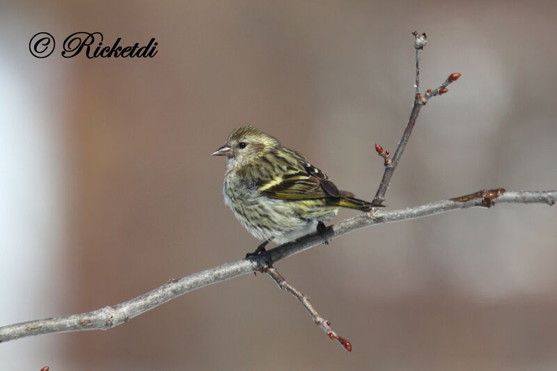 Pine Siskin male