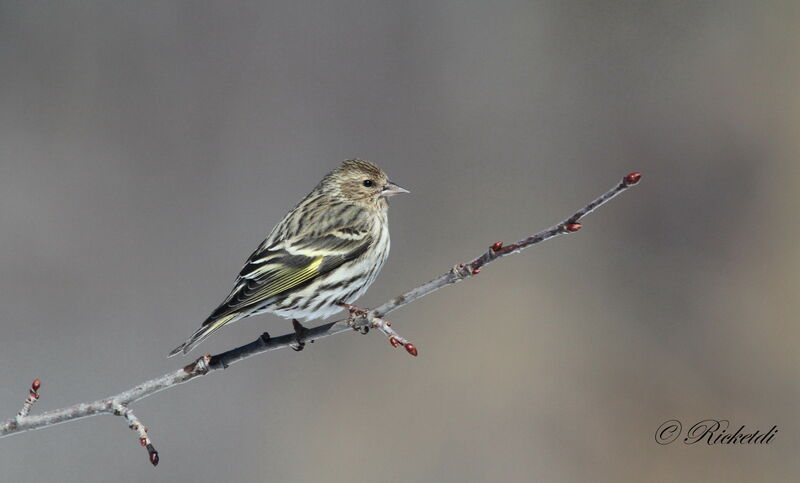 Pine Siskin