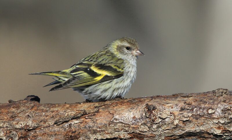 Pine Siskin