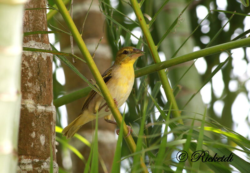 Village Weaver female