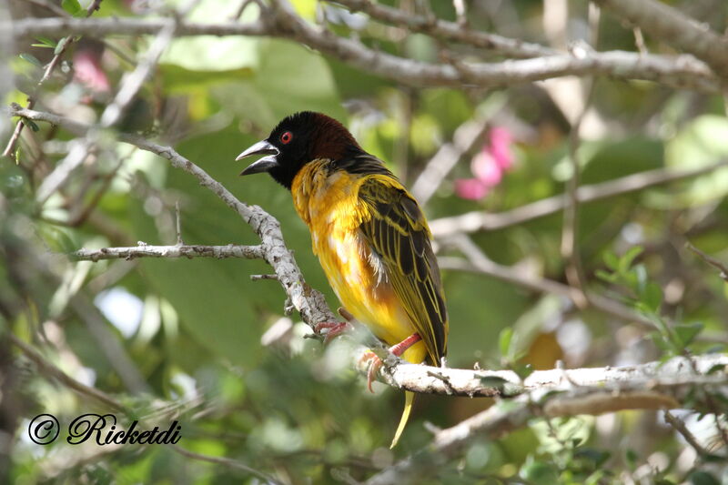 Village Weaver male