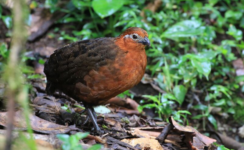 Chestnut Wood Quail male