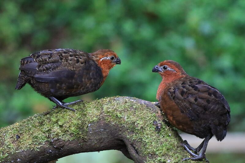 Chestnut Wood Quailadult