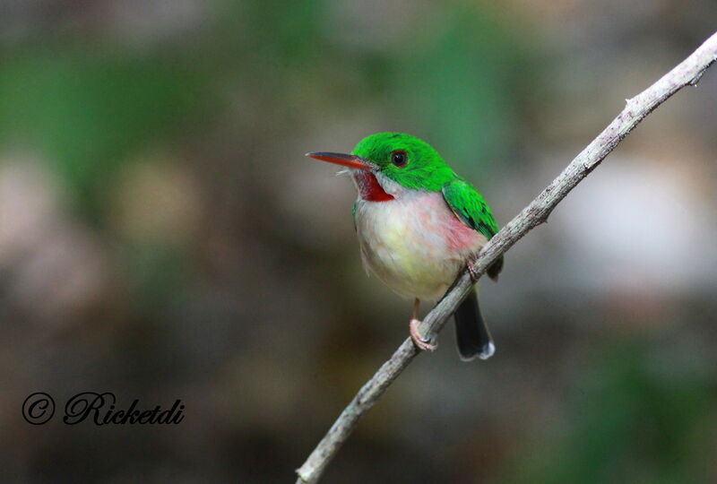 Broad-billed Tody