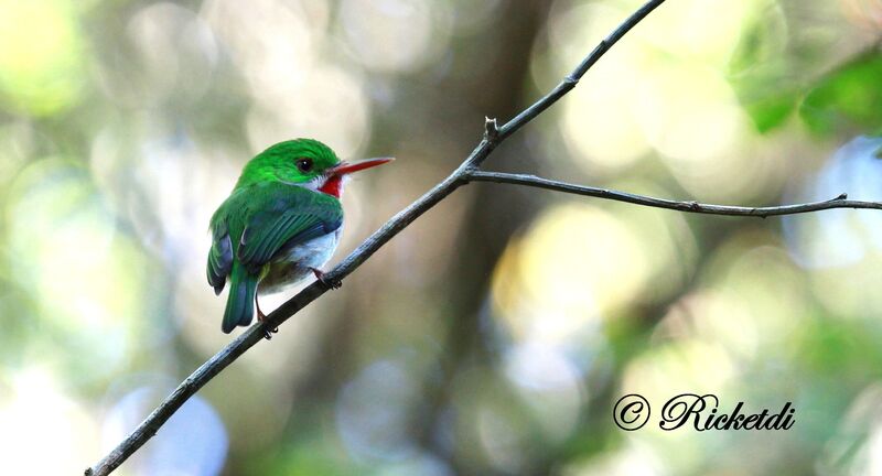 Broad-billed Tody